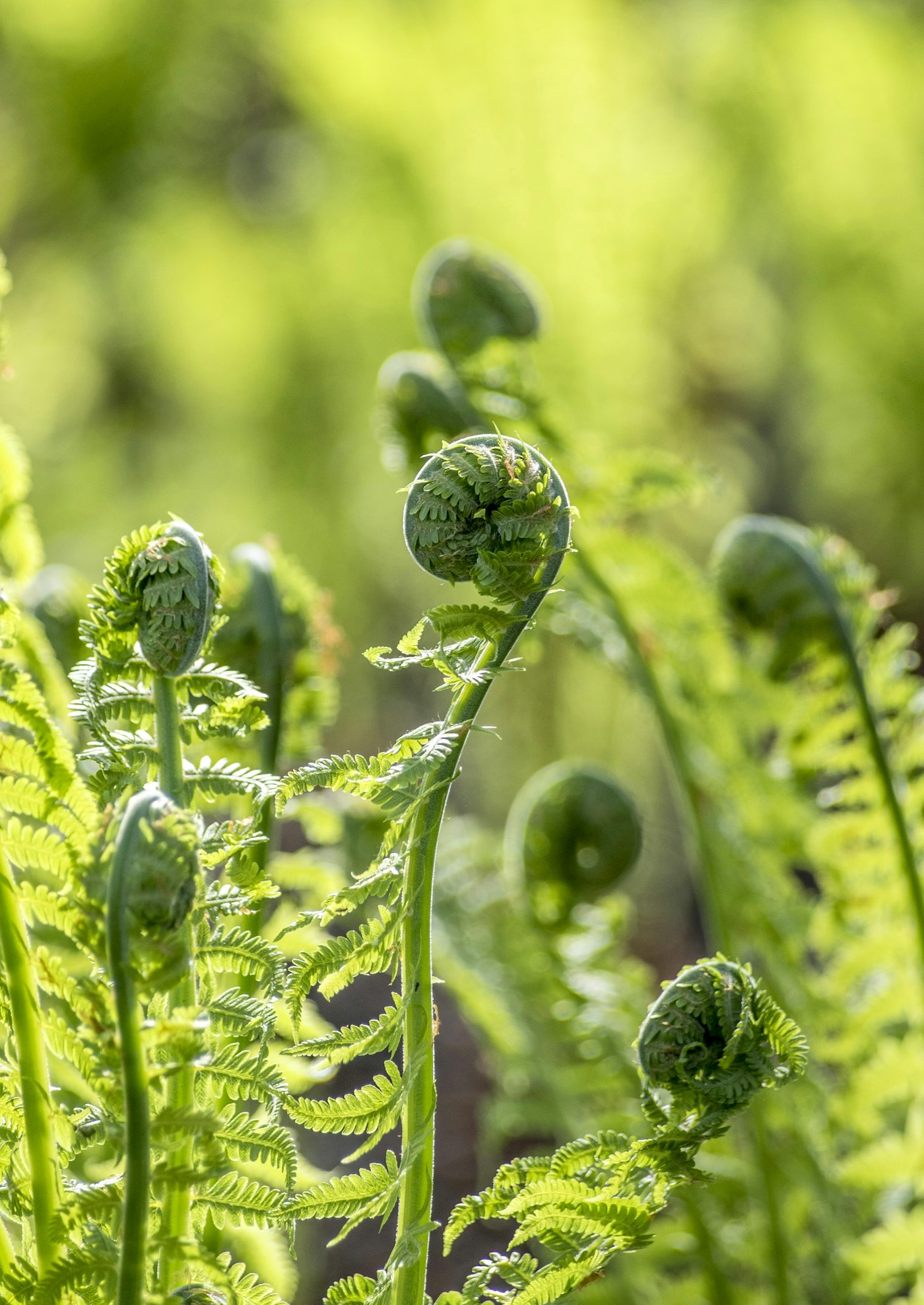 A young fern frond unfurling against dark green