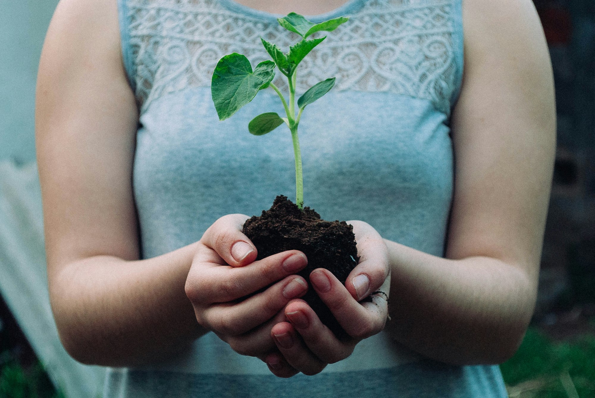 Cupped hands holding soil and a young seedling